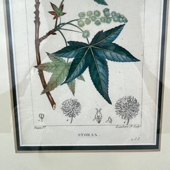 Botanical Print Artwork by Lambert J. Sculpt Professionally Framed and Matted - Picture 2 of 5